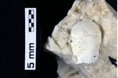 Foto (Detailansicht) von Decapoda indet. (NHMW-GEO-1990-0041-0119)